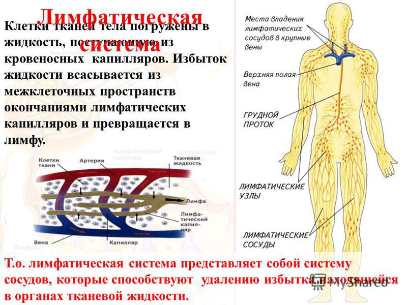 Лимфа в организме. Движение лимфы в организме схема. Лимфатический и кровеносный капилляр.