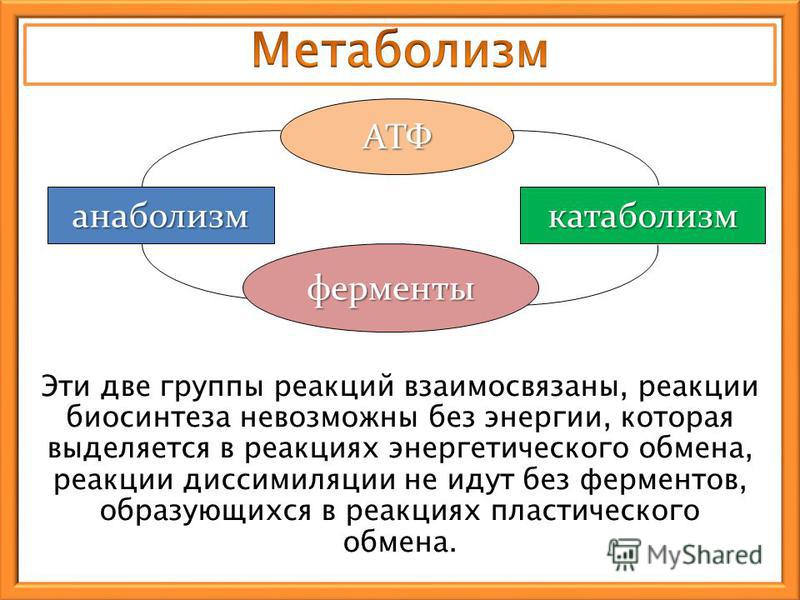 Какая существует связь между обменом веществ