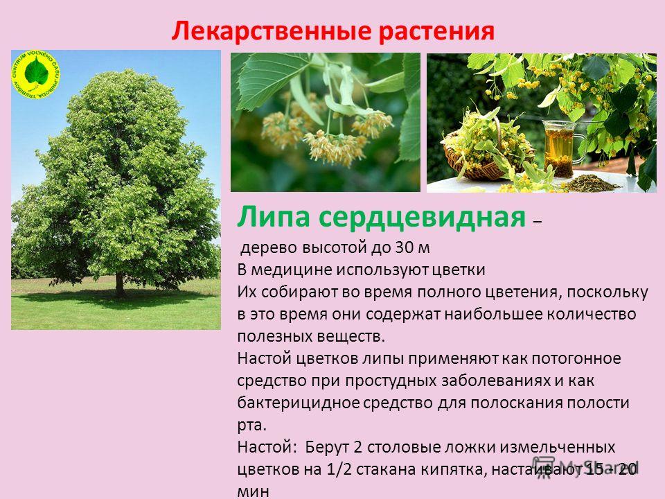 Липа дерево виды описание и фото