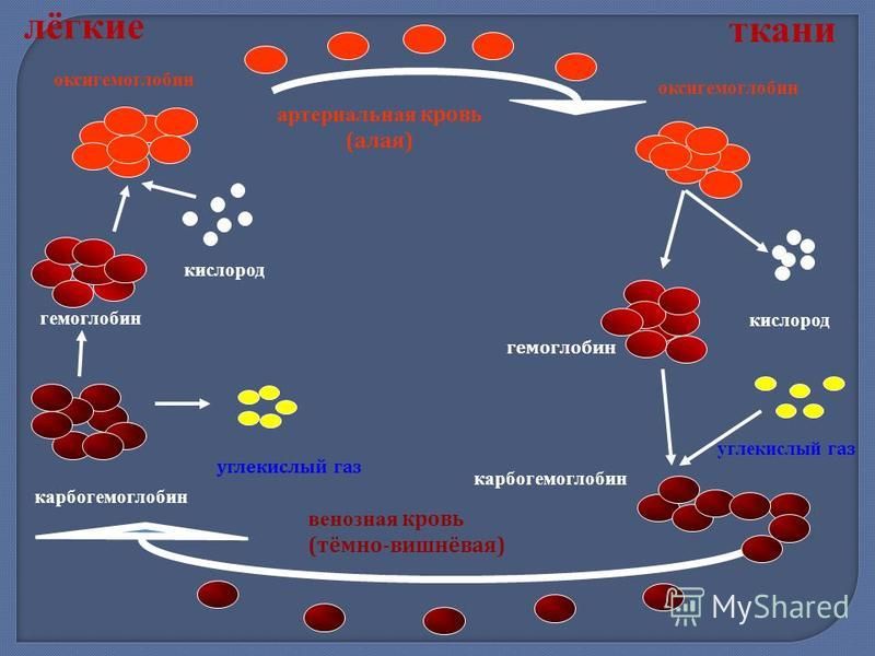 Гемоглобин дыхание. Схема взаимодействия гемоглобина с углекислым газом. Механизм присоединения кислорода к гемоглобину. Перенос кислорода гемоглобином схема. Гемоглобин с углекислым газом.