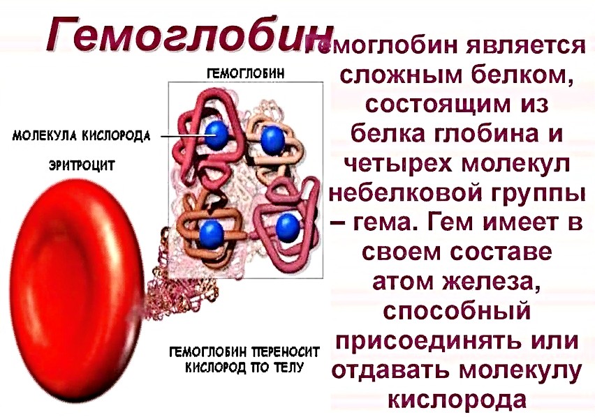 Какое соединение молекулы гемоглобина с кислородом. Гемоглобин. Гемоглобин сложный белок. Гемоглобин в организме человека. Гемоглобин в крови.