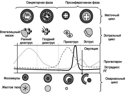 Схема фаз овариально менструального цикла. Маточный цикл фазы схема. Маточный цикл менструационного цикла.