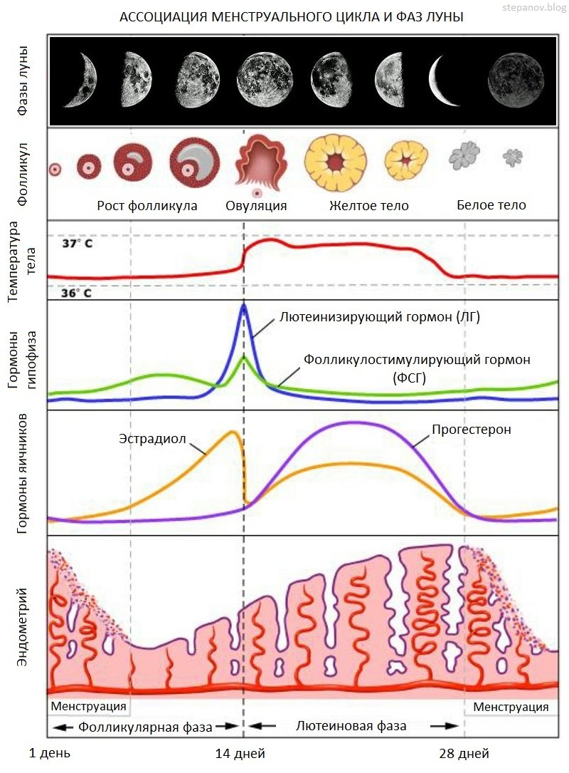Схема менструационного цикла с фазами и гормонами
