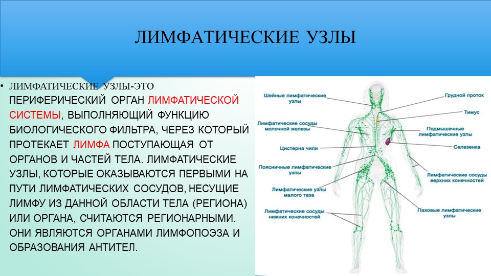 Органы лимфатической системы. Лимфатические органы. Строение лимфоидных органов.