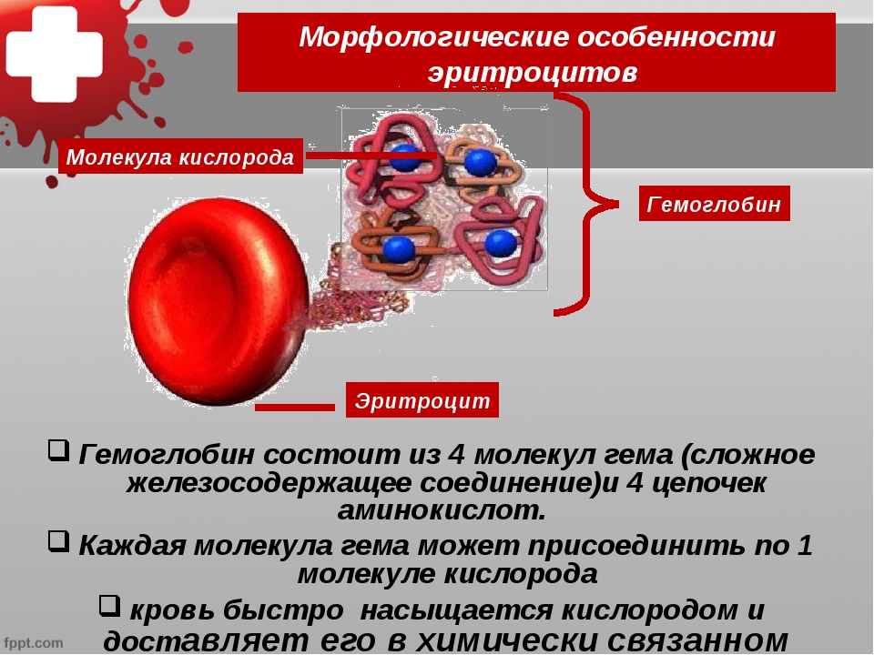 Гемоглобин образуется в результате. Гемоглобин. Морфологические особенности эритроцитов. Характеристика эритроцитов. Гемоглобин в крови.