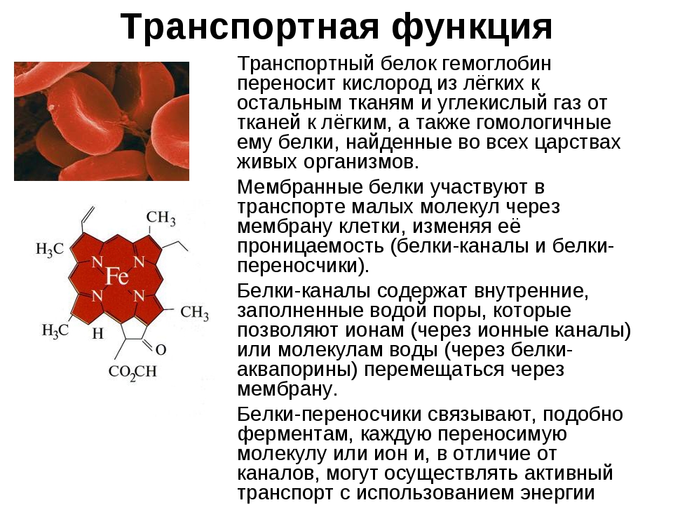 Какое соединение молекулы гемоглобина с кислородом. Гемоглобин функция белка. Транспортная функция гемоглобина. Гемоглобин белки 4 структуры. Назовите основные функции гемоглобина..