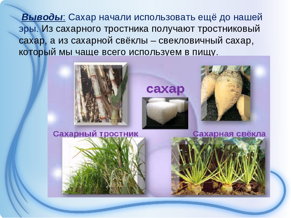 Сахарный тростник формула. Растения для производства сахара. Сахарный тростник презентация. Районы возделывания сахарного тростника. Свекловичный и тростниковый сахар.