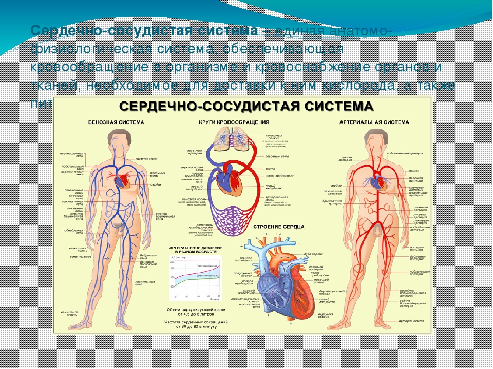 Назвать органы кровеносной системы. Схема кровообращения ССС. Сердечно-сосудистая система строение и функции ОБЖ. Строение сердца и кровеносной системы. Сердечная система анатомия.