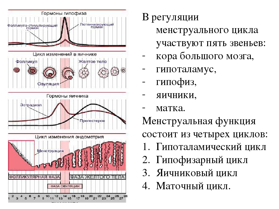 Уровень половых гормонов у женщин. Менструальный цикл и его гормональная регуляция. Регуляция менструационного цикла фазы. ). 1 Фаза менструального цикла, его регуляция.. Эндокринной регуляции менструального цикла схемой..