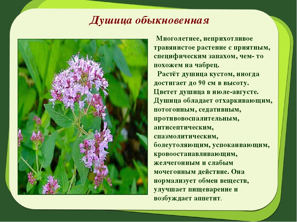 Свойства душицы. Душица лекарственное растение описание. Душица обыкновенная окружающий мир. Душица обыкновенная описание. Душица описание для детей.