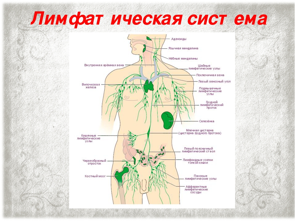 Лимфоузлы доктор. Лимфатические узлы на теле человека схема. Лимфатическая система человека рисунок расположение. Лимфатическая система женщины схема. Лимфатическая система человека схема со спины.
