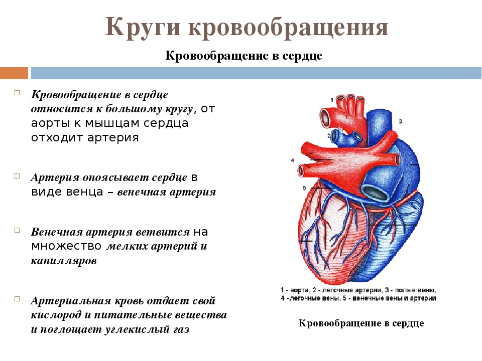 Основные сердца. Биология 8 класс сердце круги кровообращения. Схема кровообращения сердца схема. Венечный круг кровообращения анатомия. Круги кровообращения сердца схема 8 класс.