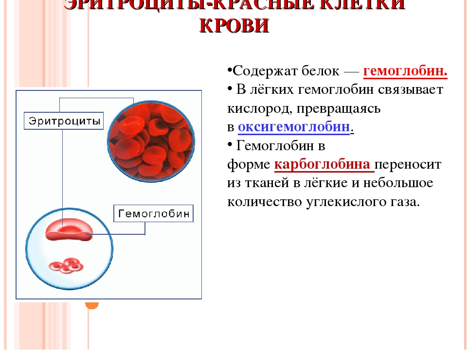 Эритроциты содержат белок. Гемоглобина в крови содержится:. Эритроциты содержат гемоглобин. Гемоглобин содержится в эритроцитах.