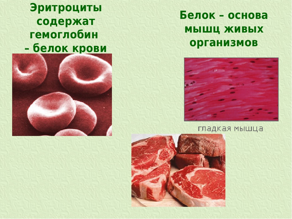 Содержат гемоглобин. Эритроциты содержат гемоглобин. Эритроциты содержат белок. Кровяные белки. Белок гемоглобин содержится в.