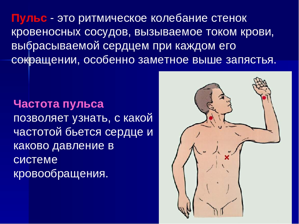 Колебание стенок артерий. Пульс. Пульс это ритмические колебания стенок артерий. Ритмические колебания стенок артерий называются. Ритмические колебания стенок сосудов.