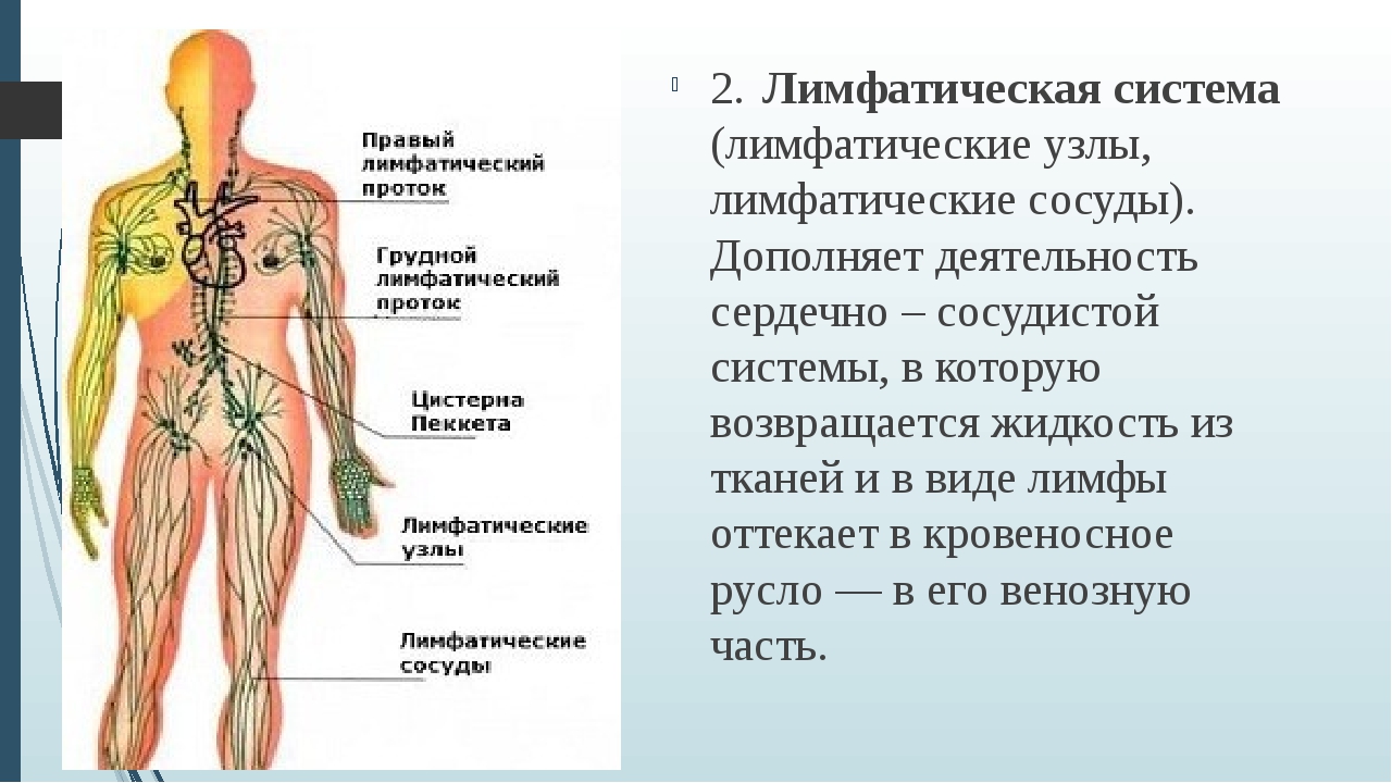 Лимфа тесты. Лимфатические узлы лимфатической системы. Строение лимфатической системы анатомия. Лимфатическая система человека схема движения лимфы. Лимфатическая система лимфоузлы.