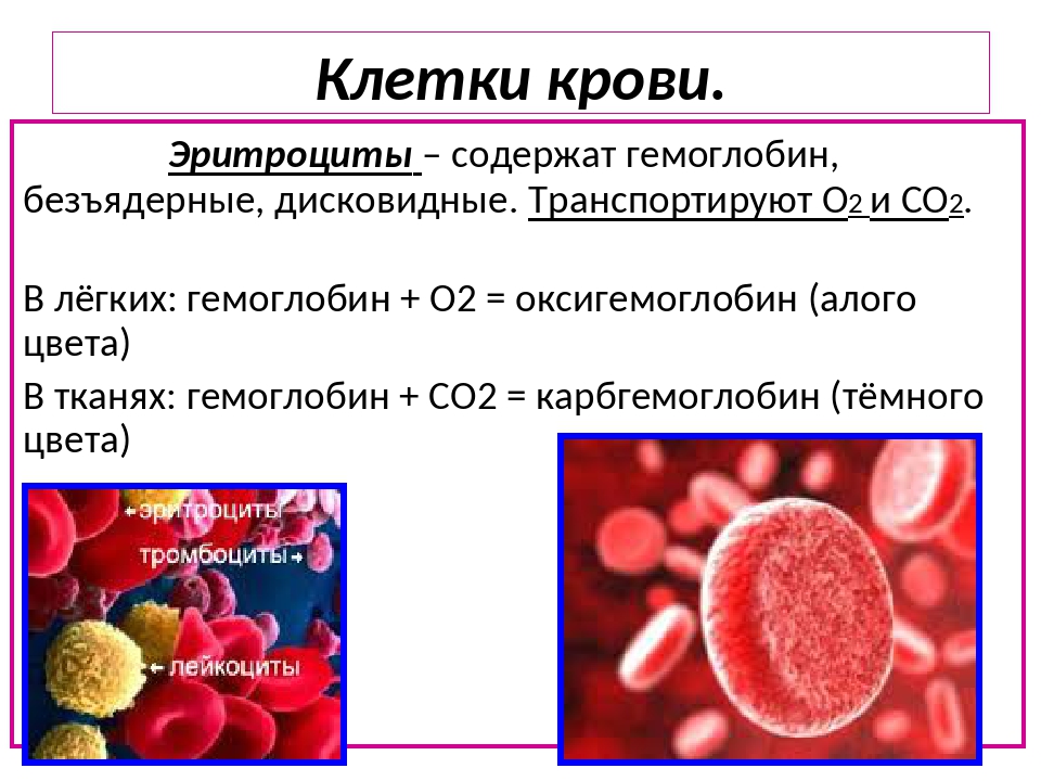 Элементы крови содержащие гемоглобин. Клетки крови гемоглобин. Эритроциты содержат гемоглобин. Клетки крови являющиеся носителями гемоглобина. Железо в эритроцитах.