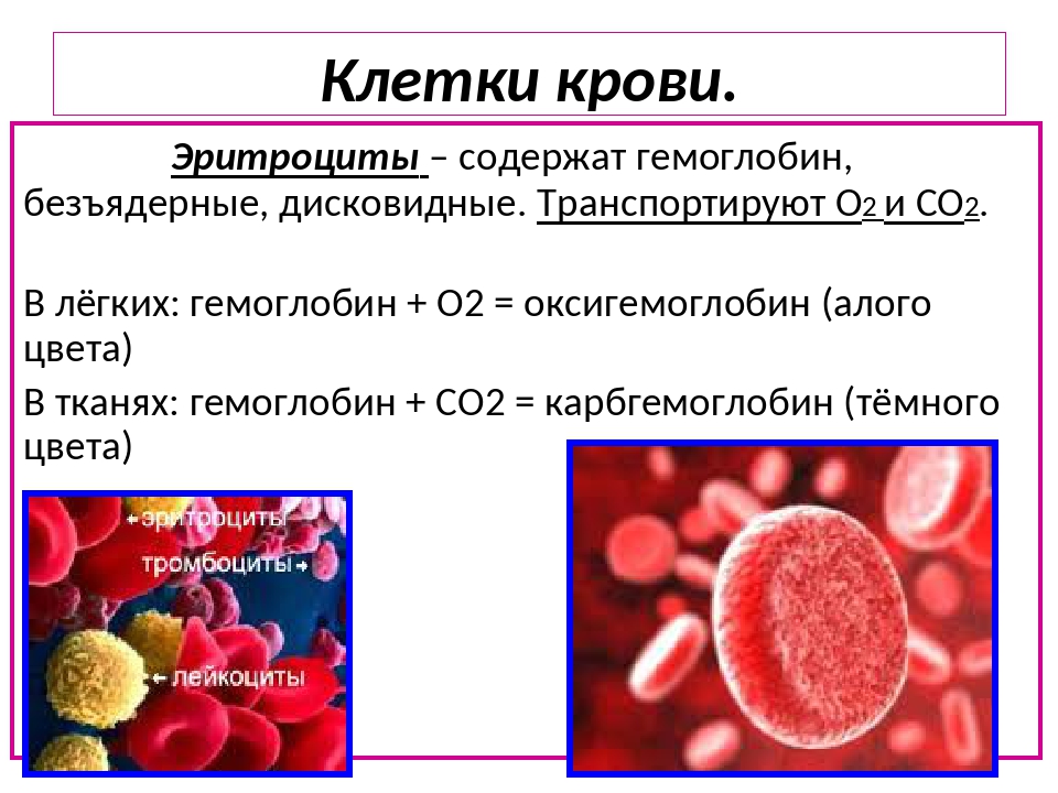 Особый белок. Лейкоциты - клетки крови, которые содержат гемоглобин. Эритроциты содержат гемоглобин. Эритроциты безъядерные клетки. Клетки крови являющиеся носителями гемоглобина.