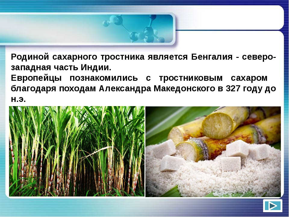 Сахарный тростник производство. Сахарный тростник в Бразилии. Родина сахарного тростника. Производство сахарного тростника. Сахар из сахарного тростника.