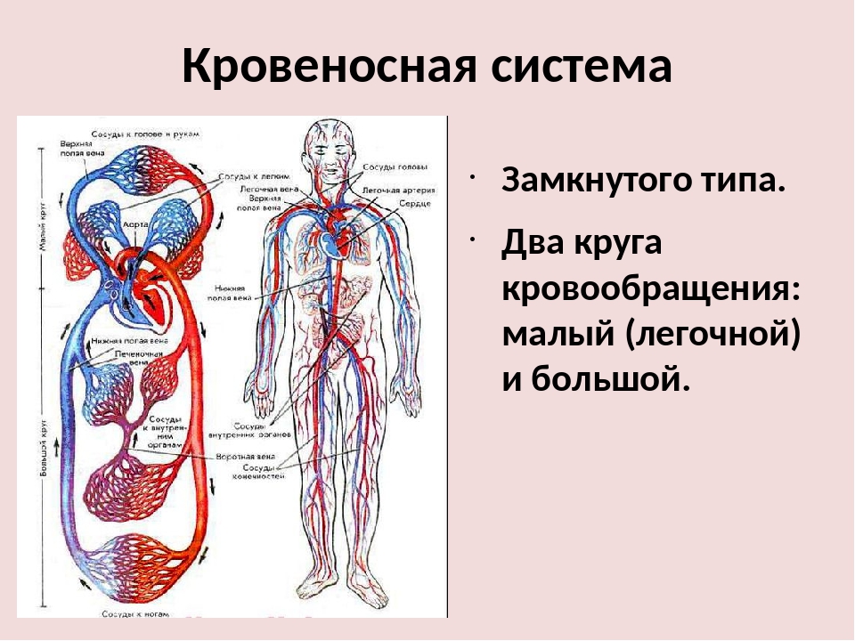 Кровеносная система человека доставляет лекарственные впр. Схема строения кровеносной системы. Замкнутая кровеносная система схема. Замкнутая и незамкнутая кровеносная система у человека. Типы кровеносных систем.