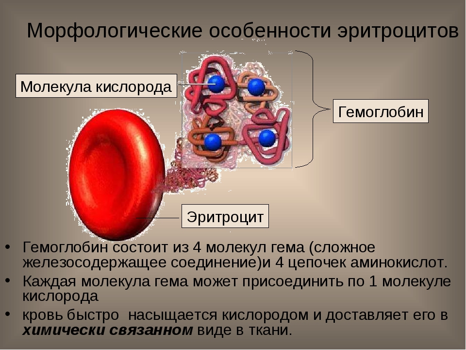 Соединение кислорода в крови. Морфологические особенности эритроцитов. Строение эритроцитов. Эритроцит состоит из. Характеристика эритроцитов.
