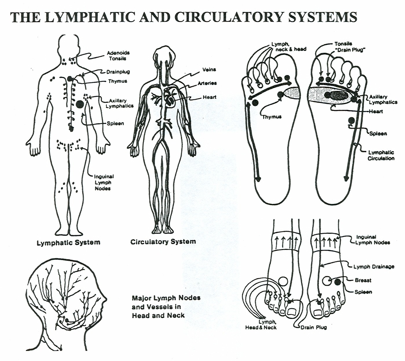 Схема лимфатической системы для массажа