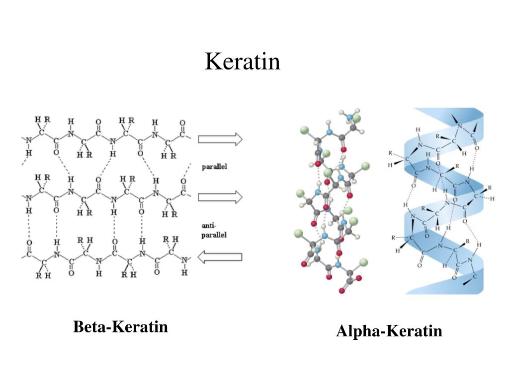 Бета кератин. Кератин белок структура. Кератин формула структура. Альфа кератин формула. Альфа кератин структура.