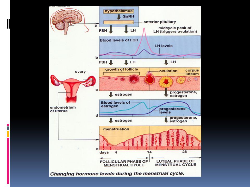 Вторая фаза менструационного