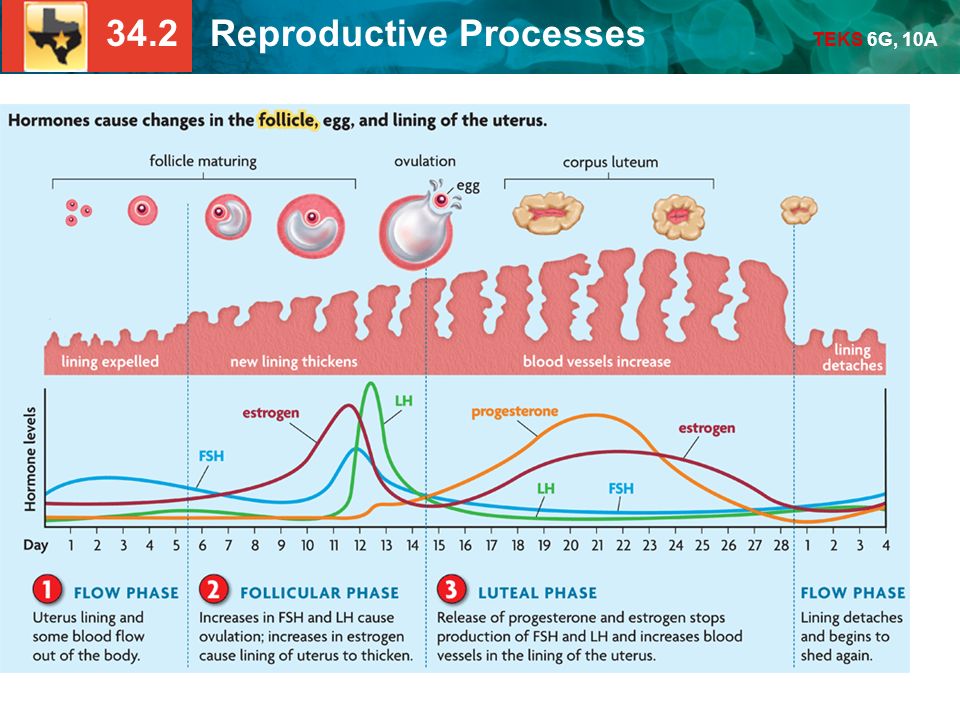 Сколько длится цикл овуляции. Периодизация менструационного цикла. Менструальная фаза цикла характеризуется. 28 Менструальный цикл и гормоны. Нормальный менструальный цикл схема.