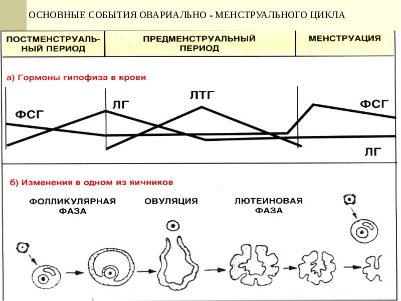 Цикл 17. Овариально менструальный цикл схема. Схема фаз овариально менструального цикла. Менструально-овариальный цикл схема. Фазы овариально менструационного цикла.