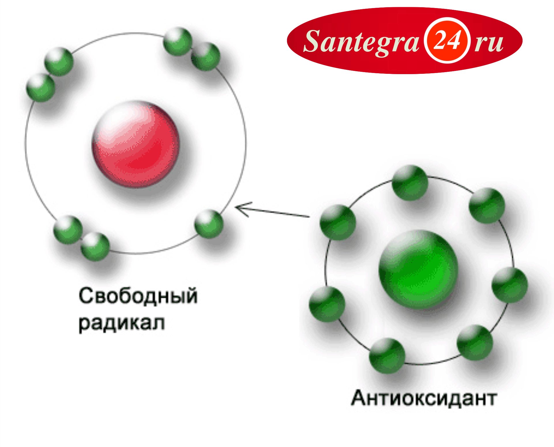 Свободные радикалы. Свободные радикалы и антиоксиданты. Антиоксидантная защита клетки. Свободные радикалы и антиоксиданты картинки. Антиоксиданты против свободных радикалов.