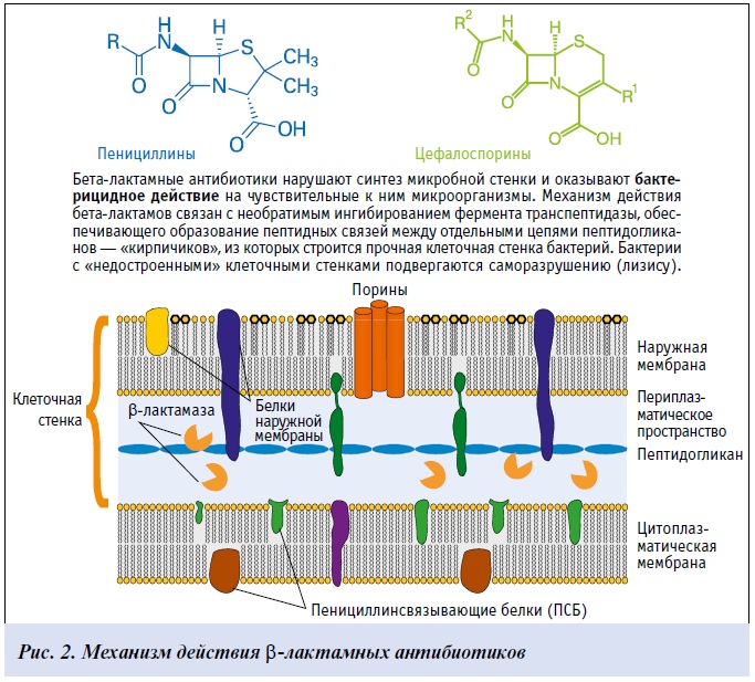 Механизм действия антибиотиков схема