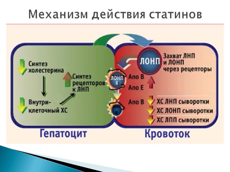 Статины что это такое польза. Механизм действия статинов. Статины механизм действия. Холестерин механизм действия. Механизм действия аторвастатина.