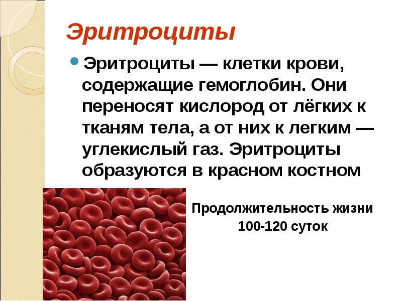 Ионы железа входят в состав гемоглобина крови