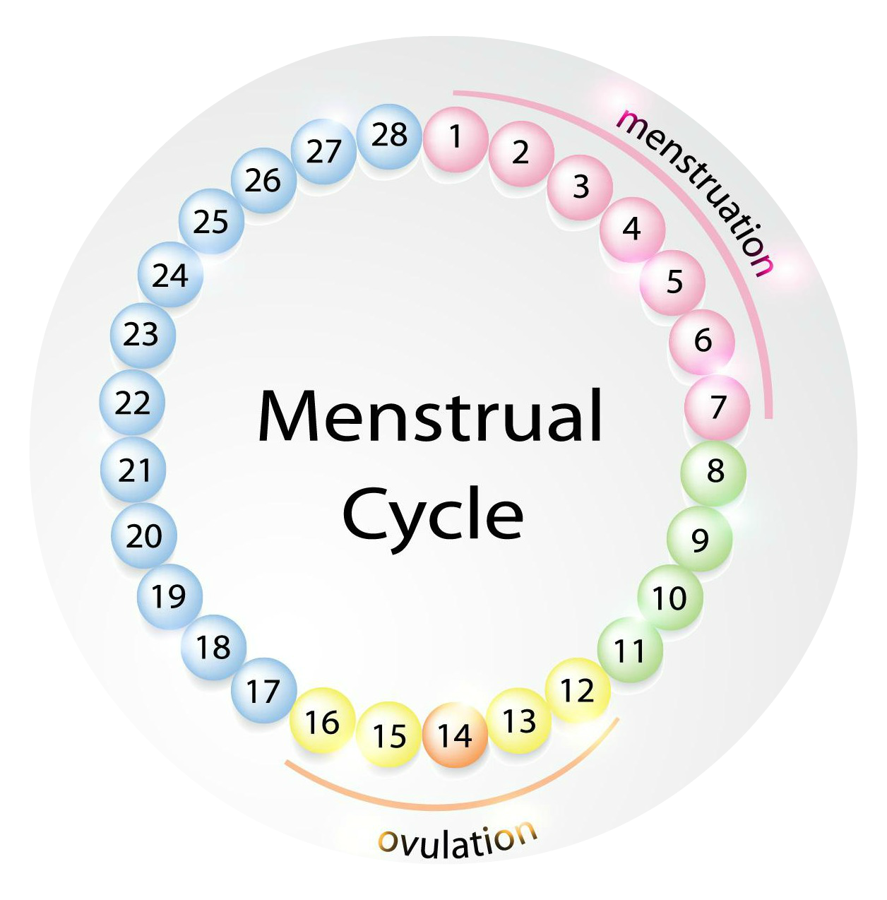 Фертильная фаза. Менструальный цикл. Рисунок менструационного цикла. Menstrual Cycle. Менструальный цикл круг.