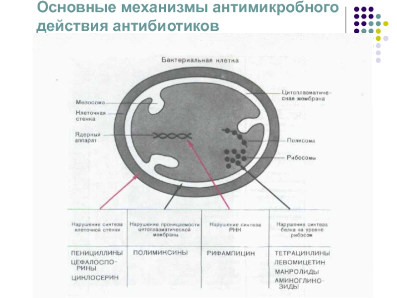 Схема действия антибиотиков