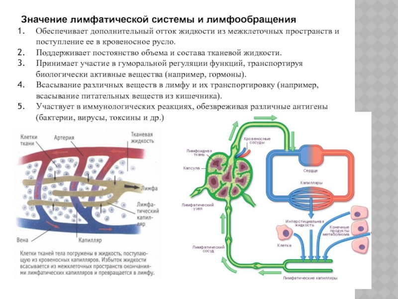 Как течет лимфа в организме схема